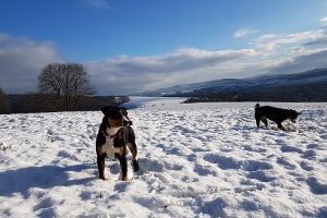 Appenzeller Sennenhunde lieben den Schnee